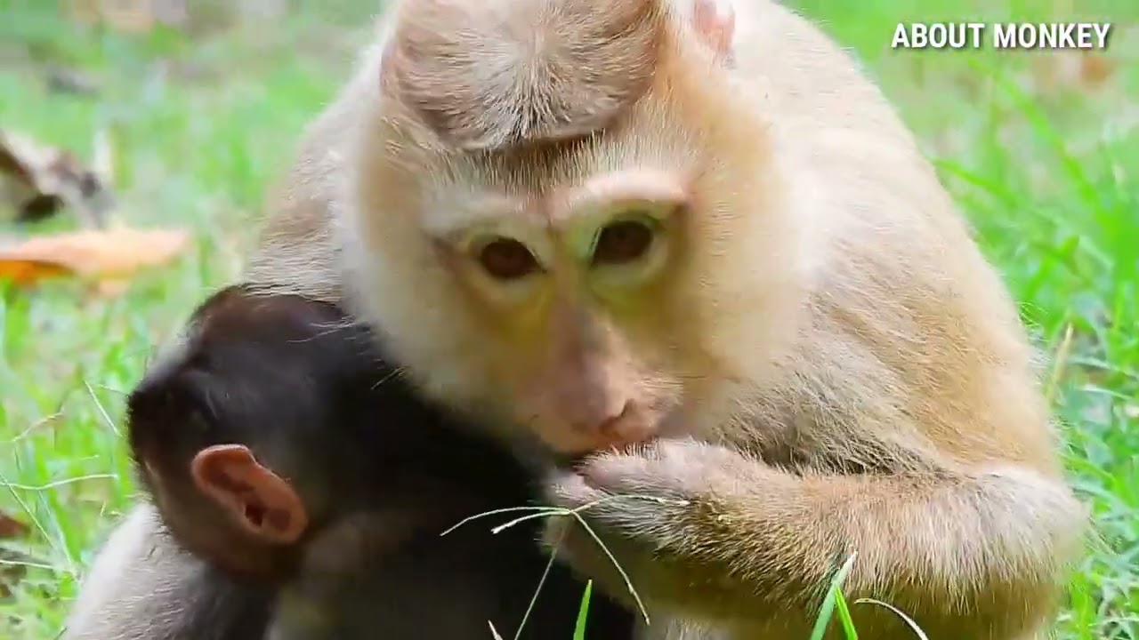 So Beautiful Face Of Monkey Baby Rex , Mom Monkey Rose Good Take Care