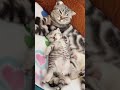 Fast asleep cat #funny #youtube #cat