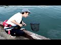 私の最近ハマってる釣りがこれ。近場の堤防でいっぱい獲れちゃう!