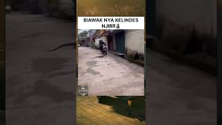 Ketika biawak nyebrang #memes #videolucu #lucu #fypyoutube
