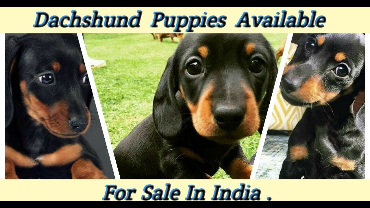 dachshund puppies for sale olx