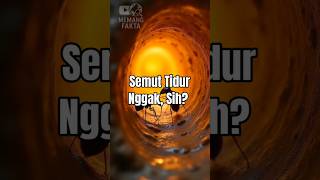 Apakah Semut Tidur? Fakta Unik Tentang Cara Mereka Istirahat!
