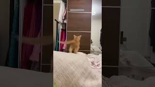Soft Cat becomes viral - Trending Shorts 📸 Camera Ready! screenshot 5