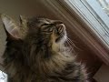 Maine Coon Cat Watching Birds - Funny