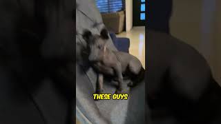 World's Rarest Pups: Sealyham Terrier, Xoloitzcuintle & Komondor