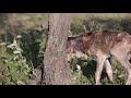 Newborn wildebeest reuinted with mother - uplifting!