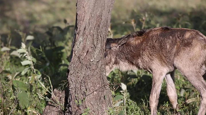 Newborn wildebeest reuinted with mother - uplifting! - DayDayNews