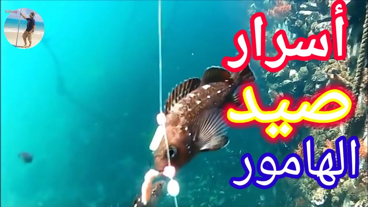 أسرار صيد الهامور