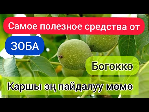 Video: Бенгал тамактары пайдалуубу?