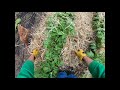 Hilling Potatoes with Straw