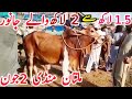 Multan cow mandi rates qurbani 2024 sahiwal cholistani bachre  global village farming