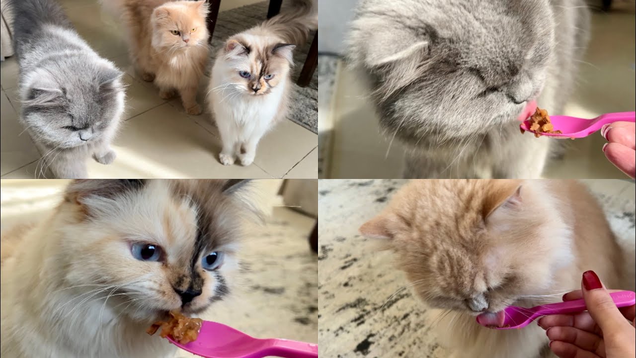 My cats eating food with spoon | Murphy wants to know everything 