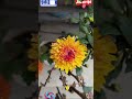 #viral roop #flower vally #short
