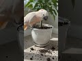 My Cockatiel woke up and chose plant destruction today. 🌱😂🐦#BirdLover #FunnyPets #YouTubeShorts