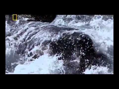 National Geographic - Orkalar arasinda