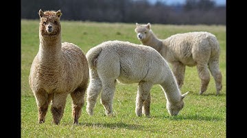 Q&A In Natural Language Over Multiple Text Documents Using Llama Index