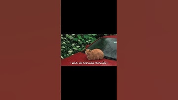 #اكتب شي تؤجر عليه #عبد الباسط عبد الصمد #إذاعة القرآن الكريم #ايات قرانيه #القران الكريم #سورة الما