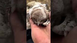 Ozzy Man Reviews- Baby Owls