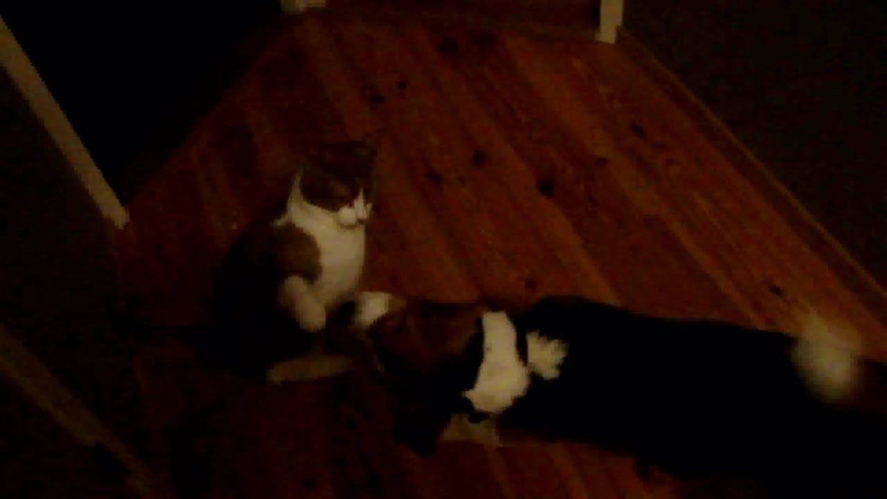 Cat VS. Puppy YouTube