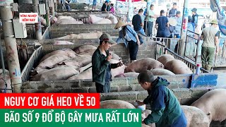 Giá lợn hơi lao thẳng về mốc 50. Nên giữ heo hay bán ngay ?