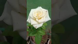 White Rose🌹🌹Beautiful rose flower 💐 Adi poonguyile song✨ youtube channel 💫