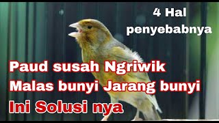 Cara mengatasi kenari paud macet bunyi dan kurang gacor.. ini solusi nya