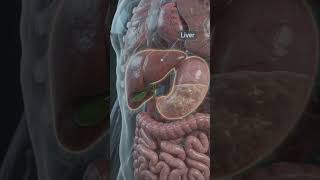 Digestive system part 5 #biology #shorts