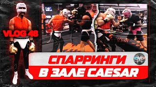 картинка: Спарринги в зале Сaesar. Братья Воробьевы. Влог. Профессиональный бокс.