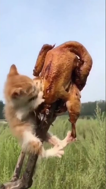 Nyam Nyam Kucing Lucu sedang makan ayam enak😂 #shorts #short