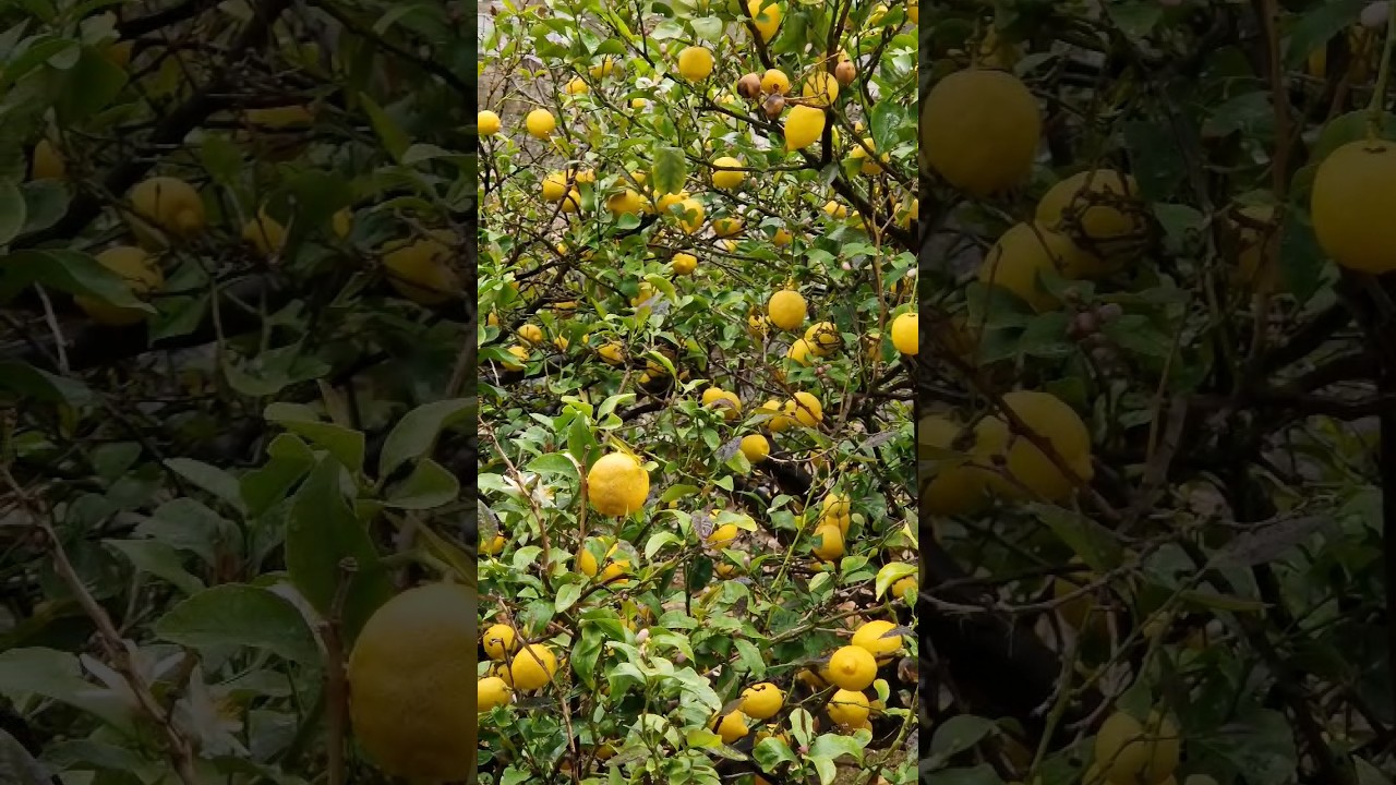 Sounds of Rain in the Garden. Spring Weather in Athens Greece 