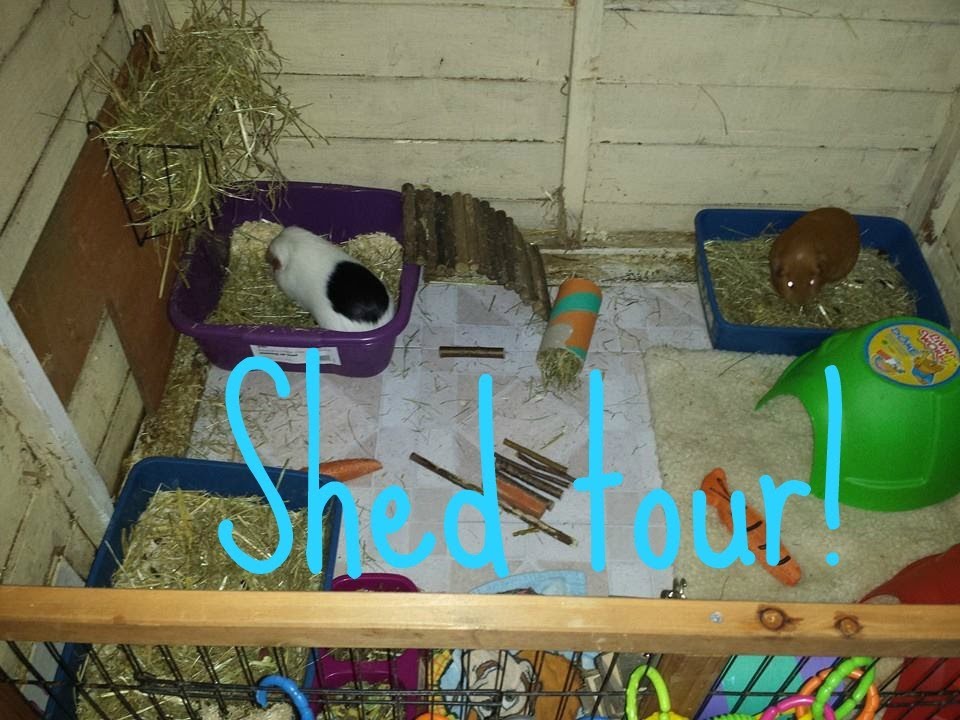 Rabbit and Guinea Pig Shed Tour March 2014 YouTube