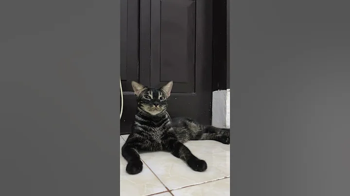 Video 11656041: cat kucing bengal kitten, bengal kitten cat cutecat, bengal cat cute kittens