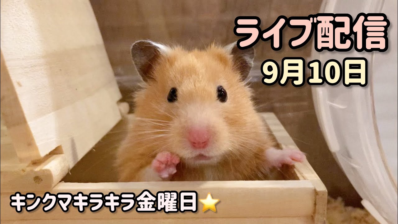 きんくまページ ライブ】キンクマちゃん主役DAY！キンクマキラキラ金曜日