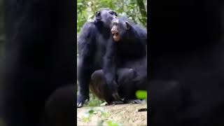 Chimpanzee mating at Kibale National Park