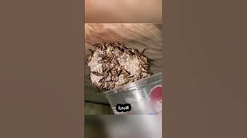 إذا رأيت عش دبابير قرب منزلك افعل هذا فور ا 
