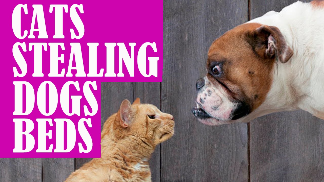 Cats Stealing Dog Beds Compilation Cats Stealing Dog Beds Compilation