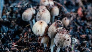 Psilocybin Treats Alcohol Use Disorder by LiveScience 3,954 views 1 year ago 6 minutes, 38 seconds