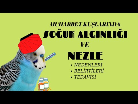 Budgerigar COLD TREATMENT - Budgerigar Diseases