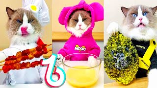 Cats make food 2022 ' Most Liked The Little Puff Tiktoks by TiktokDor 45,356 views 2 years ago 5 minutes, 6 seconds