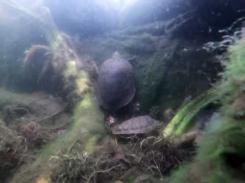 Video: Malet Skildpadde - Chrysemys Picta Reptilopdræt Hypoallergen, Sundhed Og Levetid