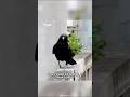 Crow 🖤 One Of The Most Intelligent Animals In The World #shorts