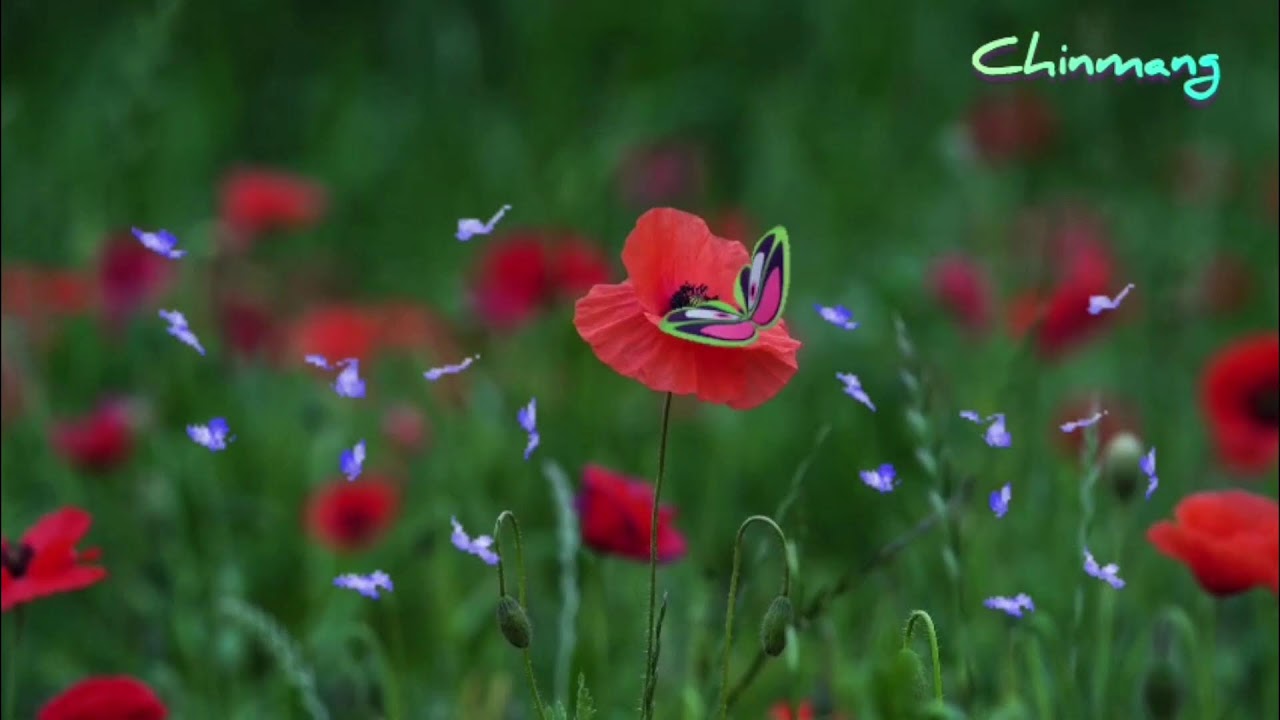 RELAXING MUSIC CAN HEAL THE WOUNDS THAT MEDICINE CANNOT TOUC |CHINMANG