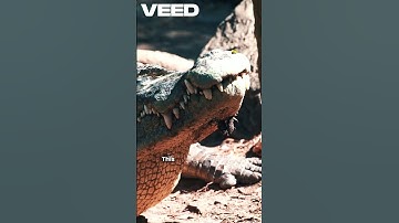 Crocodile  Nature