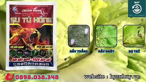 SƯ TỬ HỐNG - TRỊ RỆP SÁP, RẦY XANH - 0898.038.348 #sutuhong
