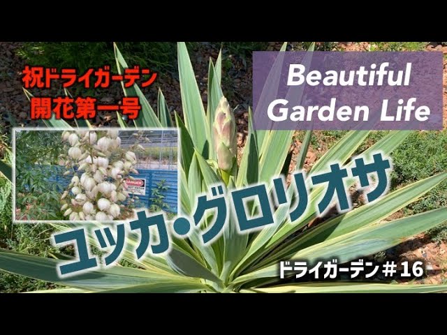 ユッカ・グロリオサ】 祝ドライガーデンを初めて開花第一号 - YouTube