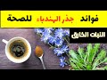 بديل القهوة فوائد جذور الهندباء المذهلة للكبد للكلى للسكري 