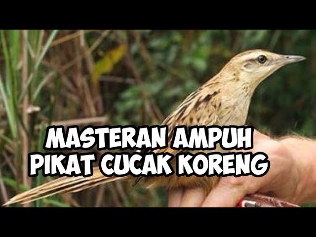 cucak koreng gacor masteran pikat burung ampuh suaranya mengerikan kompilasi suara pikat class=