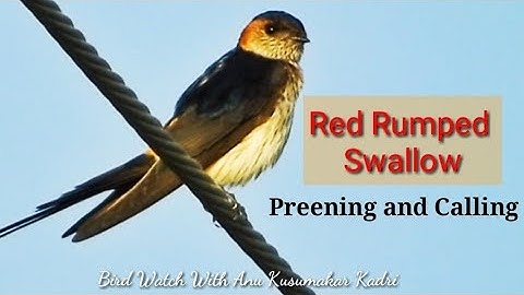 Red_Rumped_Swallow_Preening_Calling