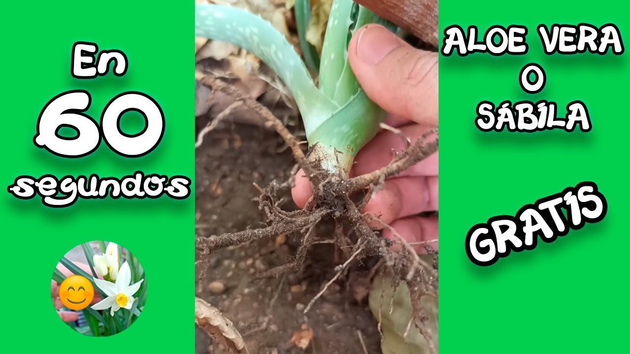How to easily and freely propagate ALOE VERA?!  How to obtain pups  and succeed!  - YouTube