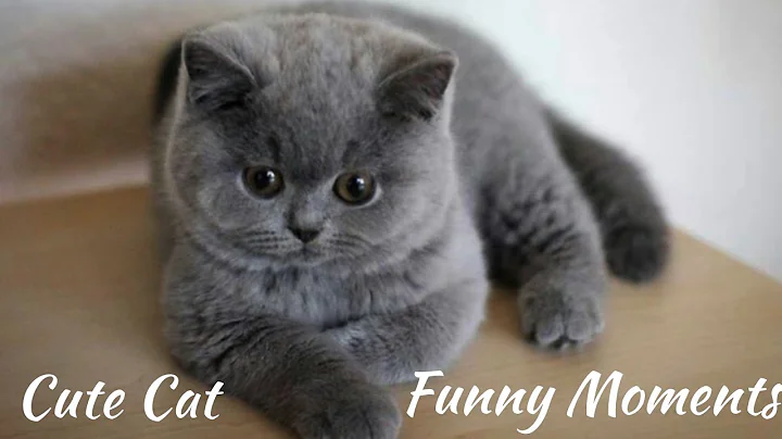 Video 11321911: cats kittens meowing compilation, kittens meowing compilation funny, kittens meowing compilation cute